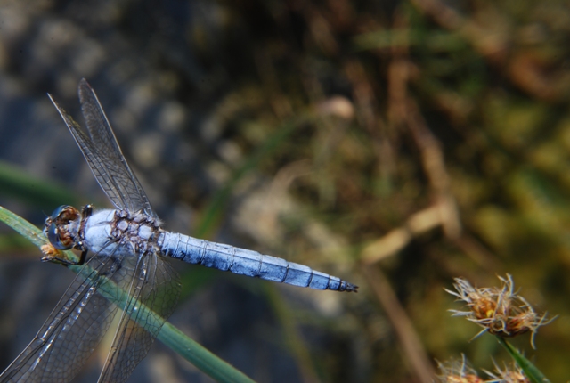 libellula - Orthetrum brunneum (maschio)